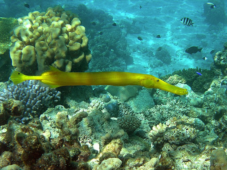 30- Poisson-trompette jaune - Passe de Kouare.JPG
